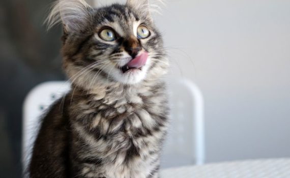aliments dont les chats raffolent