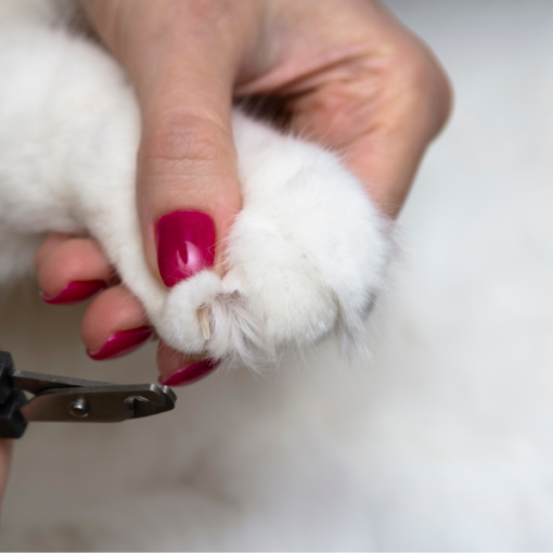Couper les griffes de son chat