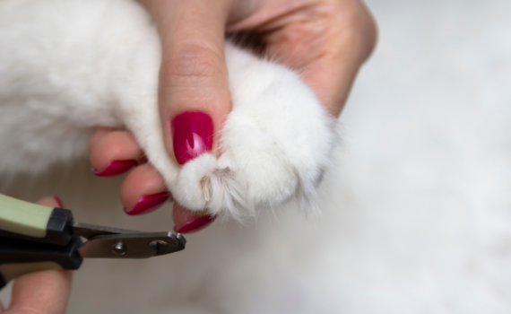 Couper les griffes de son chat
