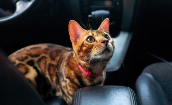 transport chat voiture
