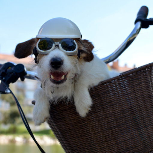 Couverture article de blog Comment transporter son chien à vélo