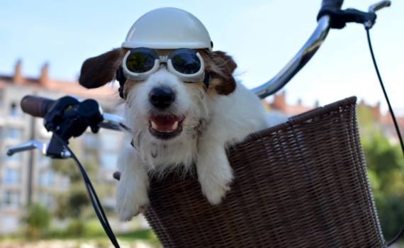 Couverture article de blog Comment transporter son chien à vélo