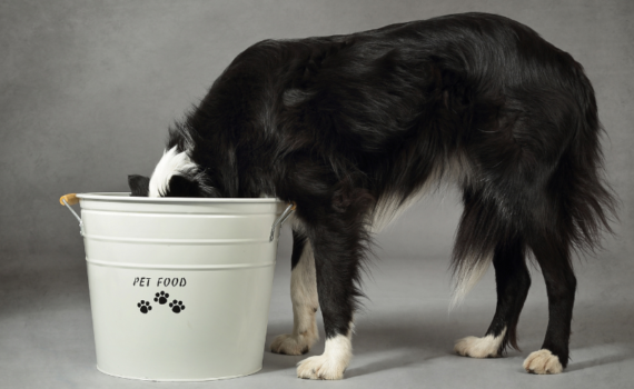 Tableau croquettes chien