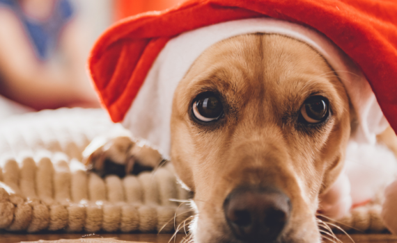Jouet de noël pour chien
