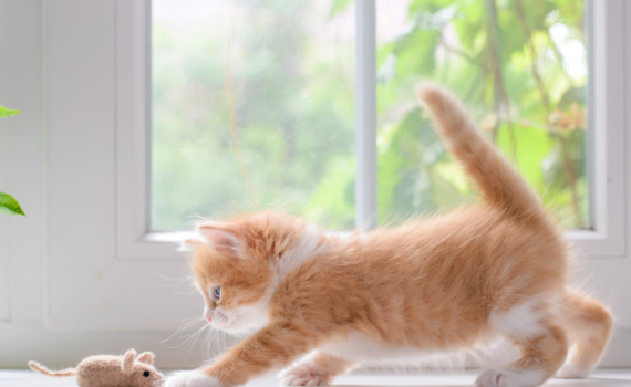 jouet pour chat
