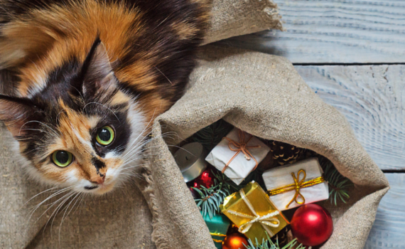 Top 5 des jouets pour chat Noël